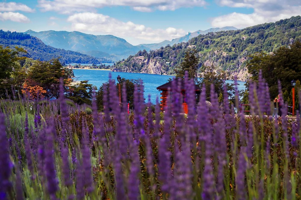 Purple lavender flowers frame a stunning turquoise lake surrounded by forested mountains in Patagonia.