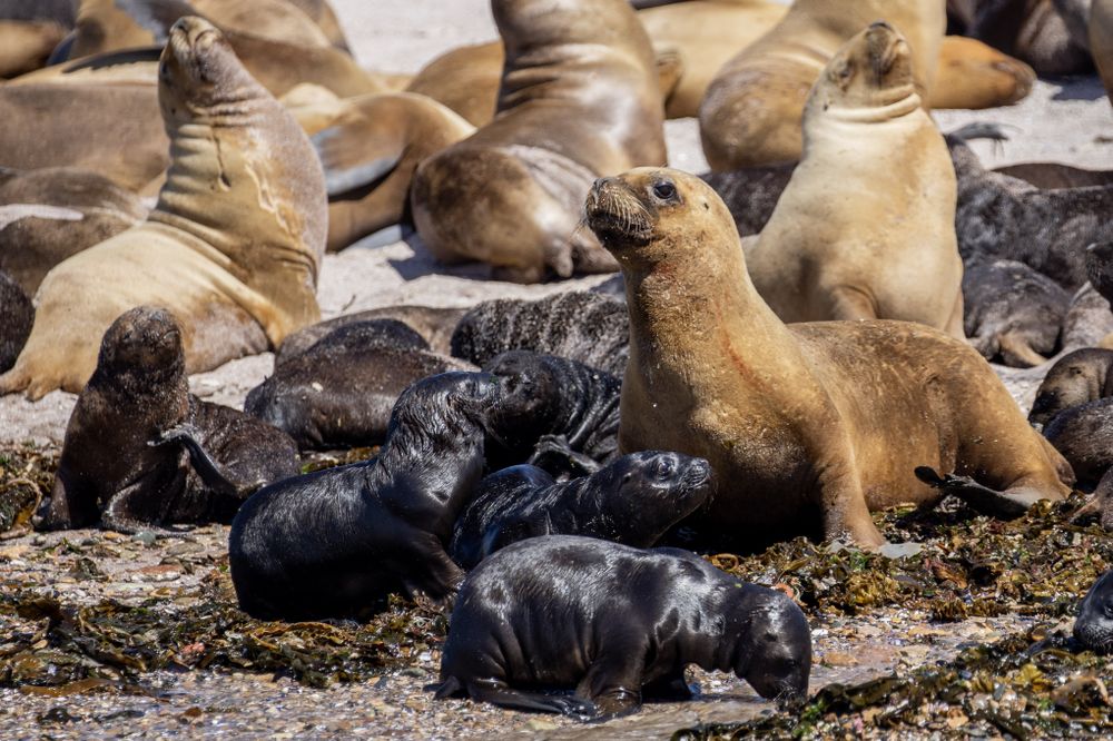 Sea lions and pups resting on rocky shores at Bahía Bustamante, Patagonia.