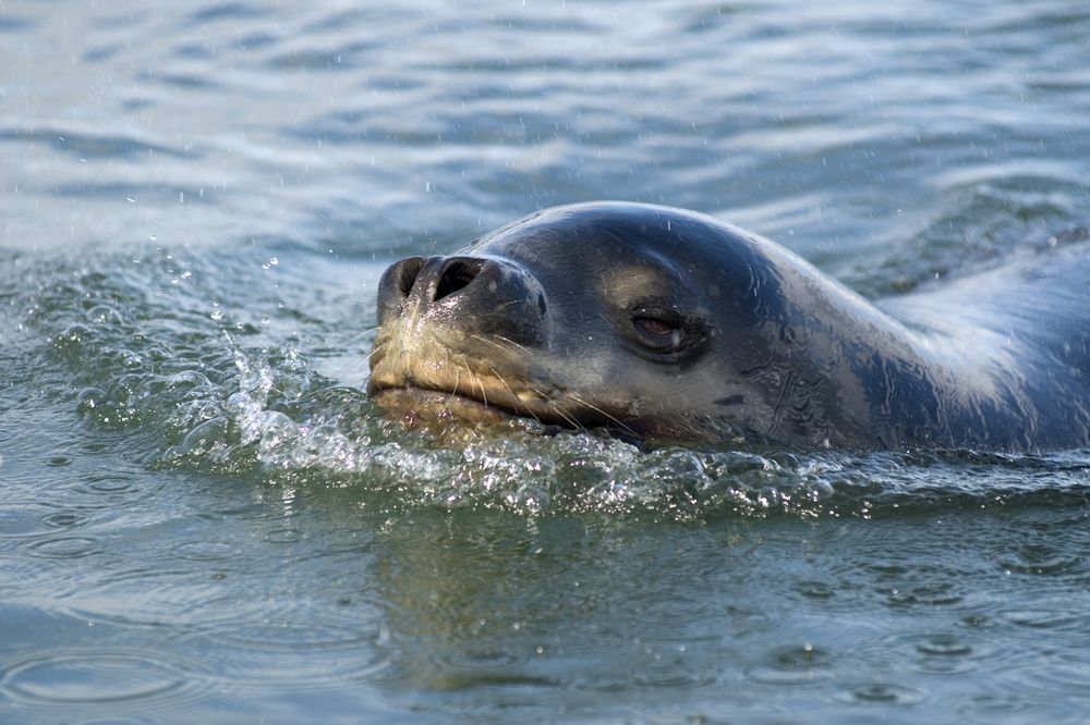 Southern sea lion swimming in shallow coastal waters of the Chonos Archipelago, Patagonia.