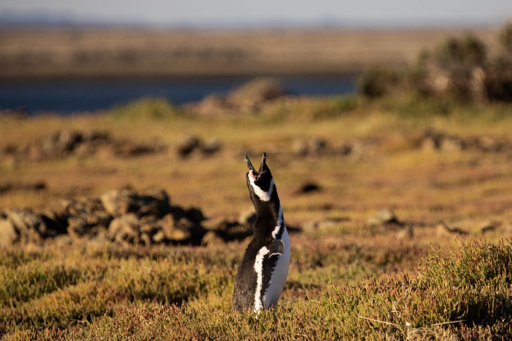 Magellanic penguin standing alert on sparse coastal vegetation at Isla Pingüino, Bahía Bustamante, Patagonia.