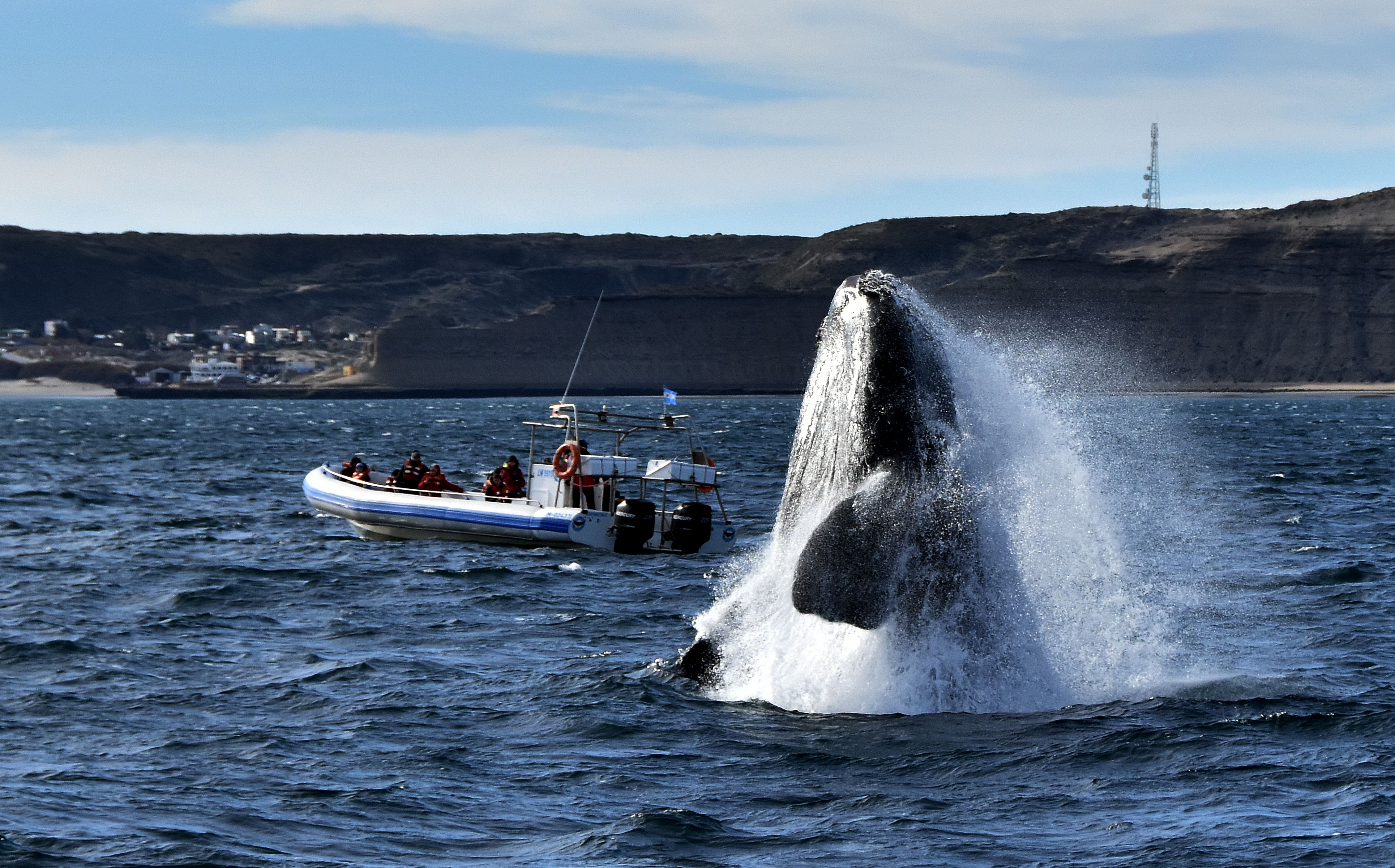 Humpback whale breaching near a whale-watching boat off Puerto Madryn, on Argentine Patagonia's Atlantic coast