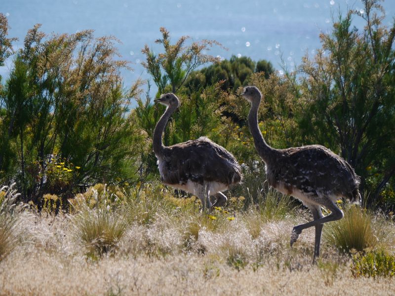 Two wild rheas stride through native Patagonian grasses near Bahía Bustamante, Argentina.