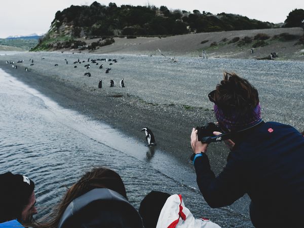 Tourists photograph penguins on a rocky Patagonian beach with forested cliffs in the background.