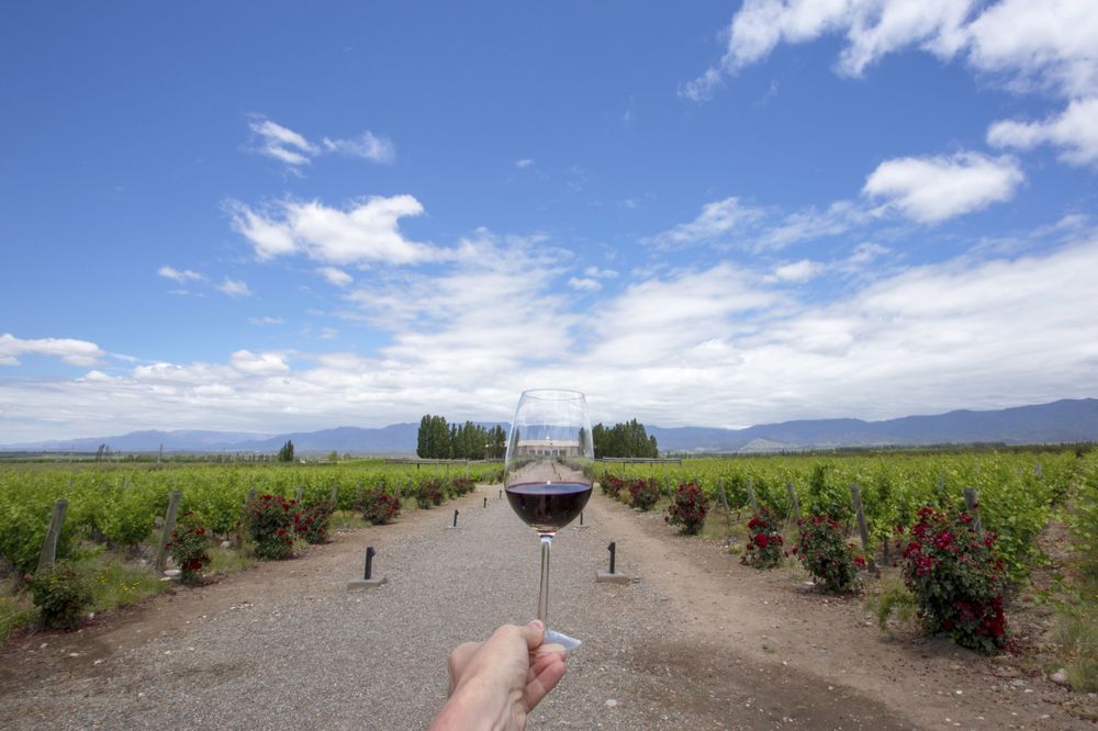 Hand holding a wine glass with red wine overlooking vineyard rows in Mendoza wine region with Andes mountains in background.