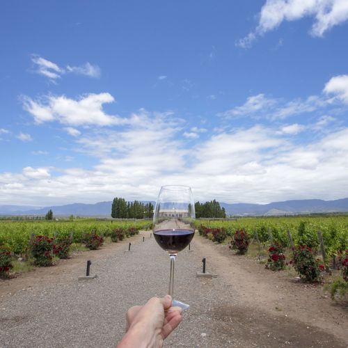 Hand holding a wine glass with red wine overlooking vineyard rows in Mendoza wine region with Andes mountains in background.