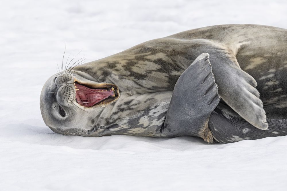 Weddell seal yawning on Antarctic ice with whiskers and flippers visible in natural habitat.