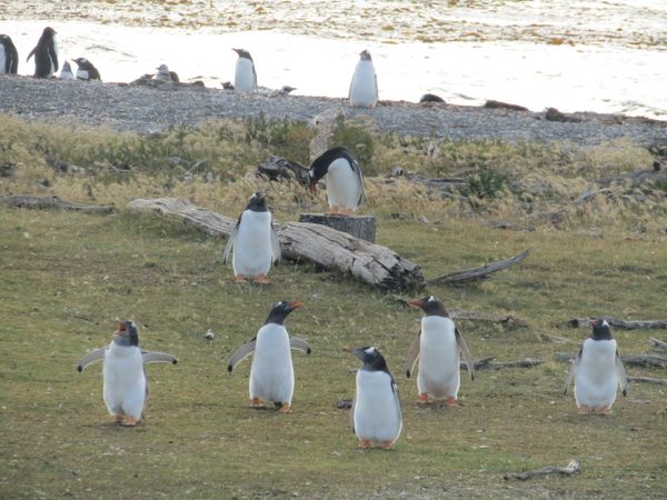 Chinstrap penguin chicks and adults gather on grassy terrain near a rocky beach in Patagonia.