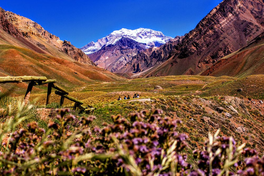 Snow-capped Aconcagua peak rises above a colorful high-altitude valley with purple wildflowers and rustic fencing in Mendoza.