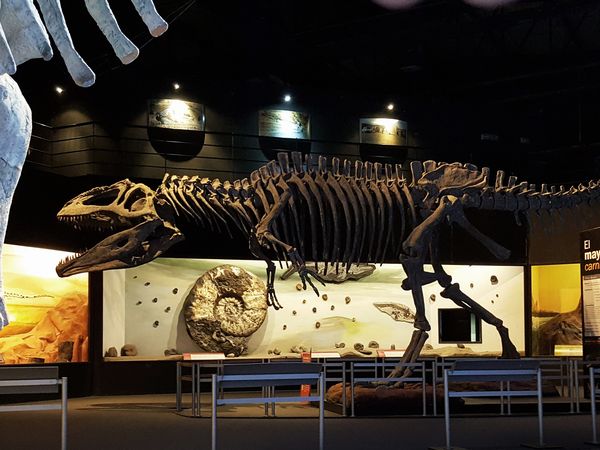 Dinosaur skeleton display at Museo Paleontológico with dramatic lighting showcasing ancient fossils in Patagonia.