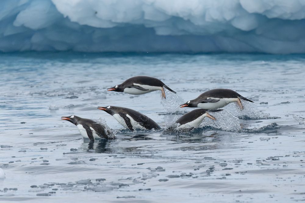 Four Gentoo penguins emerge from icy Antarctic waters near a glacier in Patagonia.