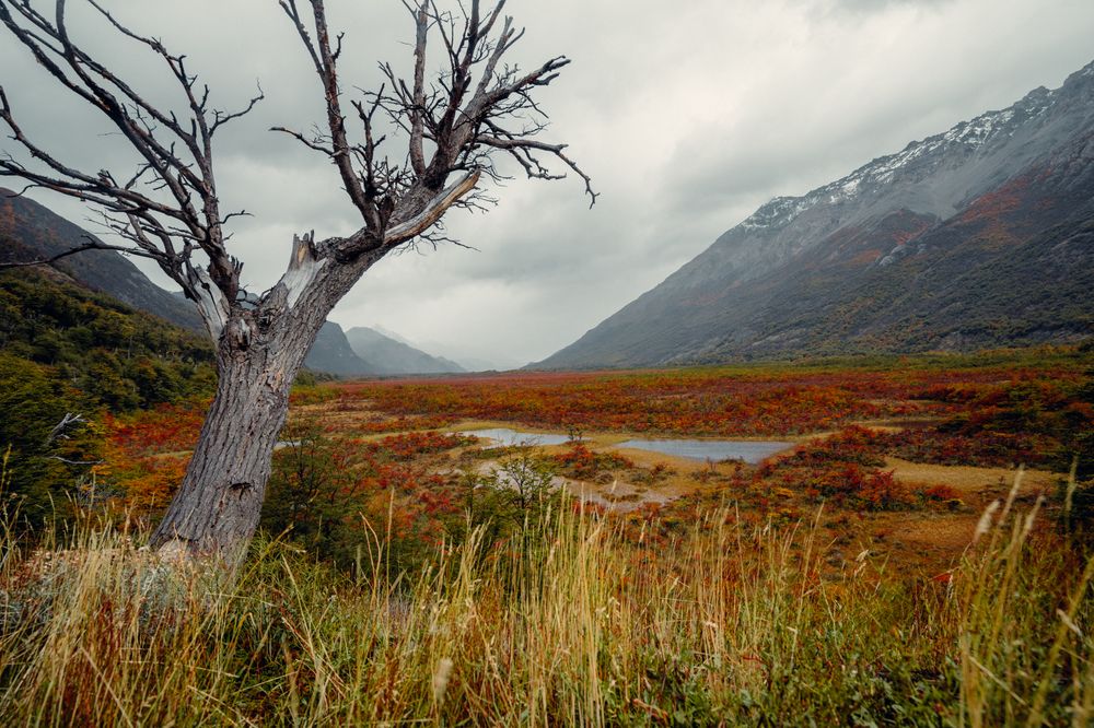 Dead tree stands in El Chaltén's windswept valley with mountain peaks and turquoise wetlands under overcast skies.