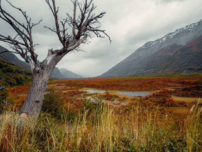 Dead tree stands in El Chaltén's windswept valley with mountain peaks and turquoise wetlands under overcast skies.