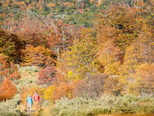 Two hikers in colorful jackets explore a scenic autumn trail surrounded by vibrant fall foliage in Tierra del Fuego.