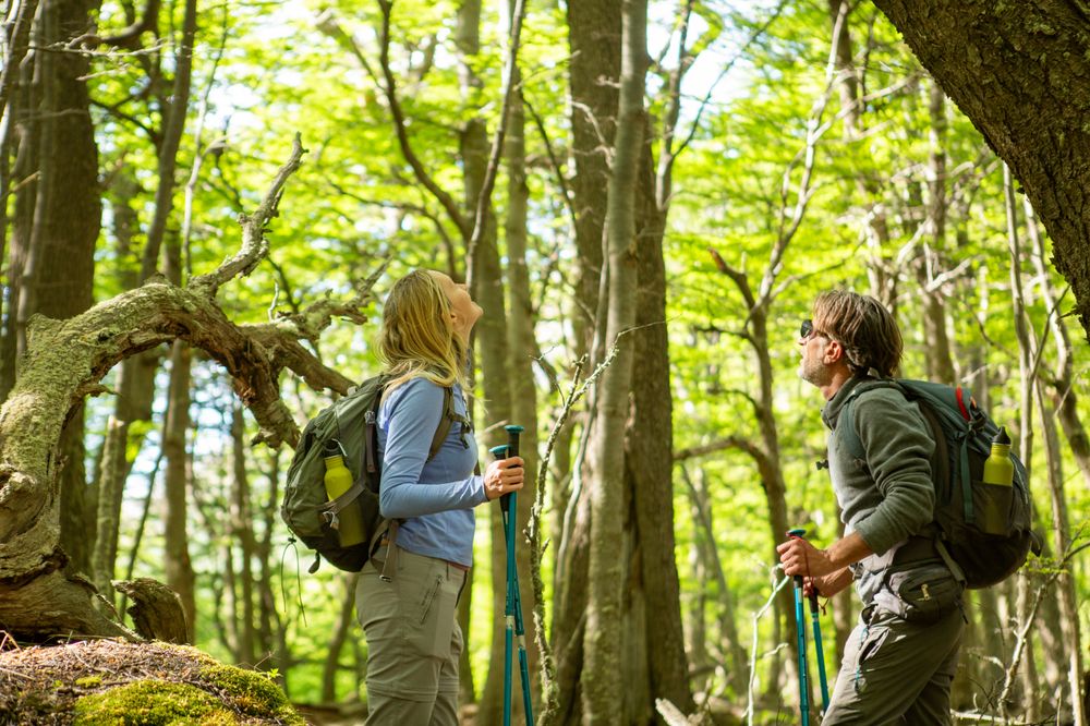 Two hikers with backpacks and trekking poles explore a lush forest trail in Valle Francés, Torres del Paine.