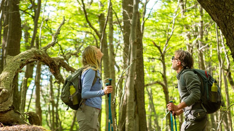 Two hikers with backpacks and trekking poles explore a lush forest trail in Valle Francés, Torres del Paine.