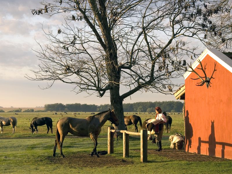 Horses grazing near a bright orange barn under a bare tree in the rural countryside of San Antonio de Areco, Buenos Aires.