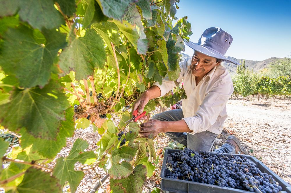 Vineyard worker harvests grapes by hand in Cafayate's scenic wine region, Salta Province.