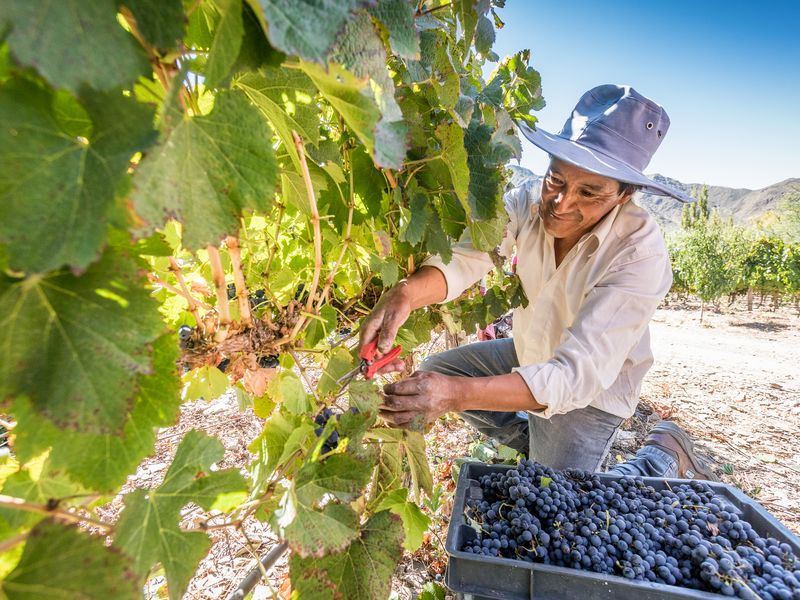 Vineyard worker harvests grapes by hand in Cafayate's scenic wine region, Salta Province.