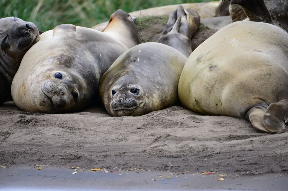 Southern elephant seals rest on sandy beach during Skorpios Ruta Kawéskar expedition in Patagonia.