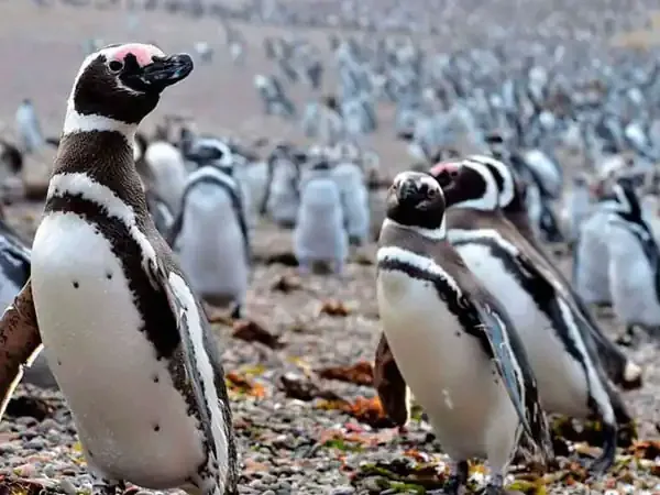 Young Magellanic penguins gathered on rocky shore at Puerto Madryn, Patagonia.