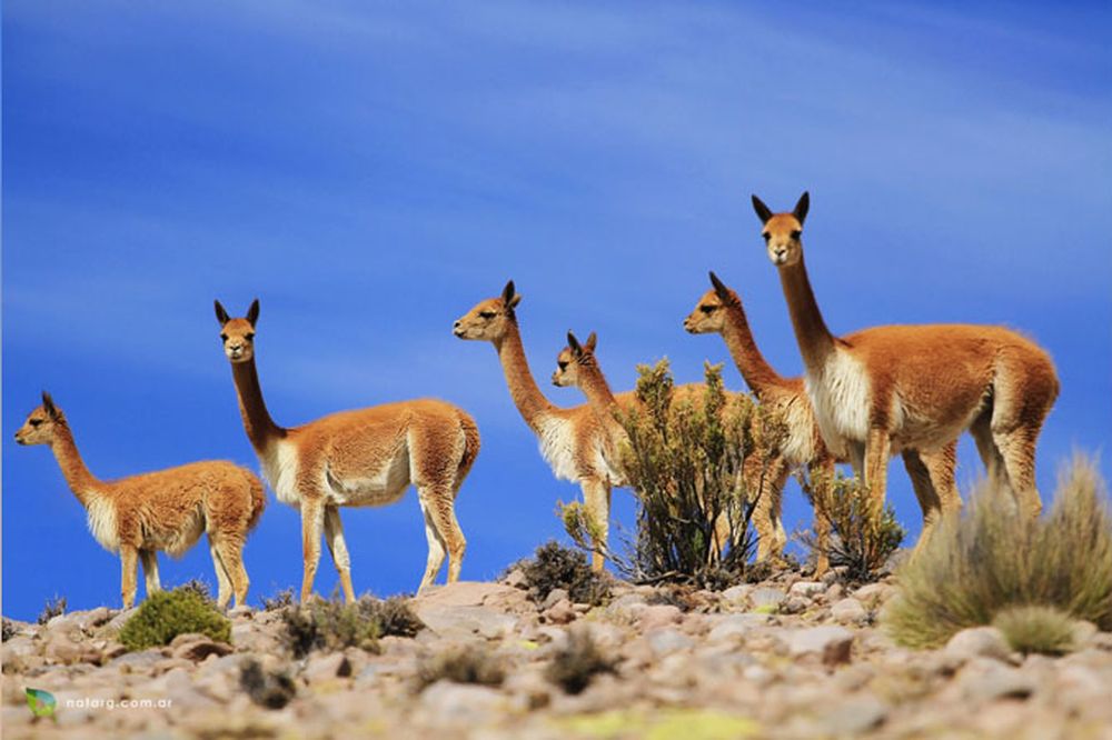 Herd of guanacos grazing on rocky terrain with sparse vegetation under blue sky in Cafayate, Argentina.