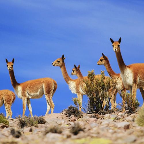 Herd of guanacos grazing on rocky terrain with sparse vegetation under blue sky in Cafayate, Argentina.