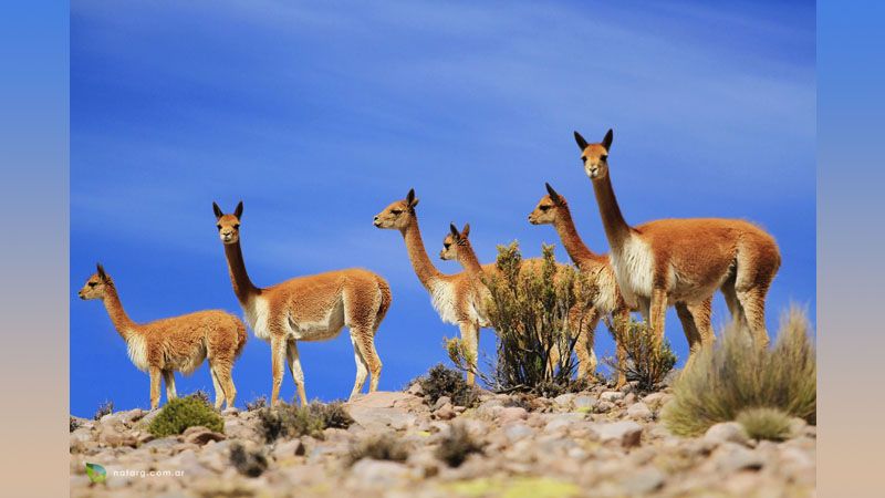 Herd of guanacos grazing on rocky terrain with sparse vegetation under blue sky in Cafayate, Argentina.