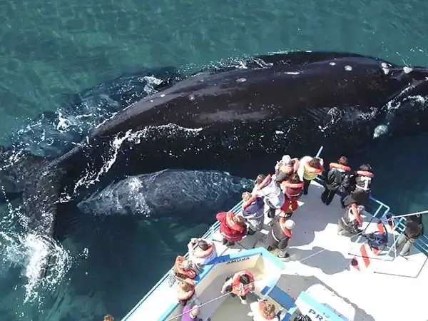 Whale watching tour in Patagonia with tourists observing a breaching humpback whale from boat.