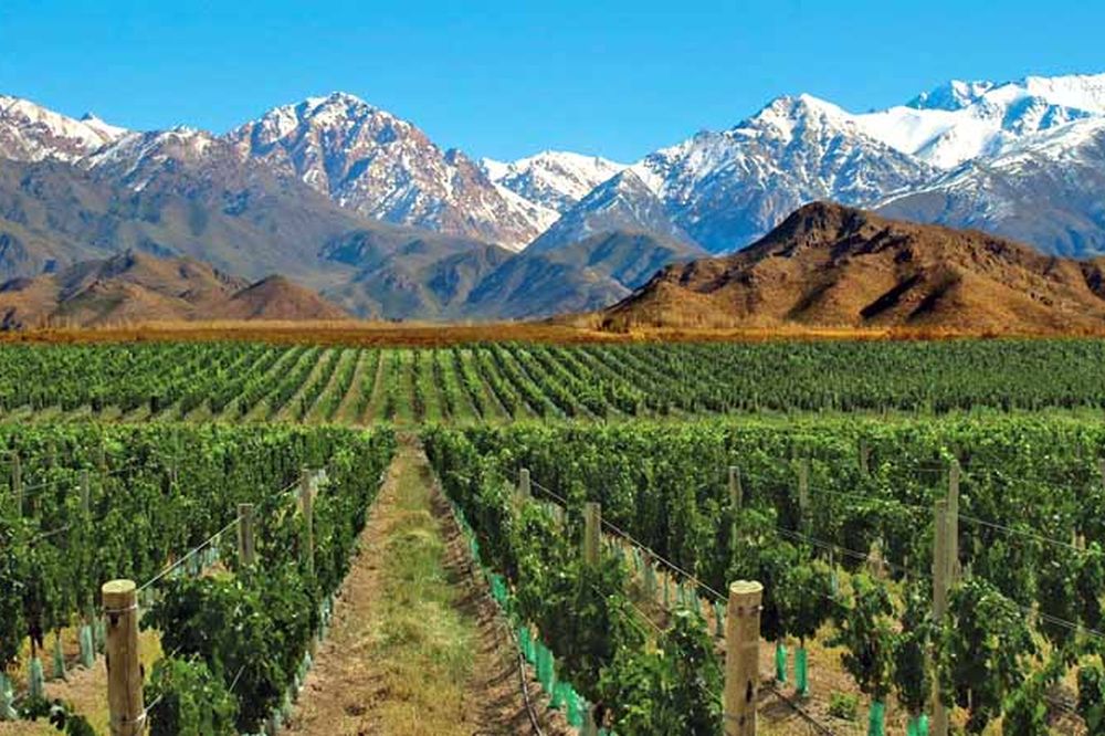 Vineyard rows stretch across Valle de Uco with snow-capped Andes mountains under clear blue sky in Mendoza, Argentina.