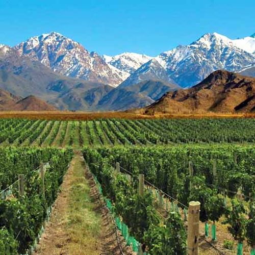 Vineyard rows stretch across Valle de Uco with snow-capped Andes mountains under clear blue sky in Mendoza, Argentina.