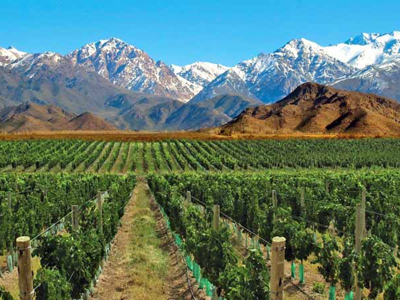 Vineyard rows stretch across Valle de Uco with snow-capped Andes mountains under clear blue sky in Mendoza, Argentina.
