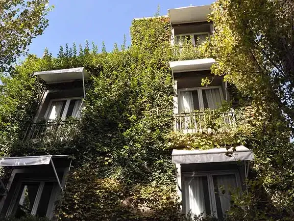 Historic building facade completely covered in ivy vines in Buenos Aires, Argentina.