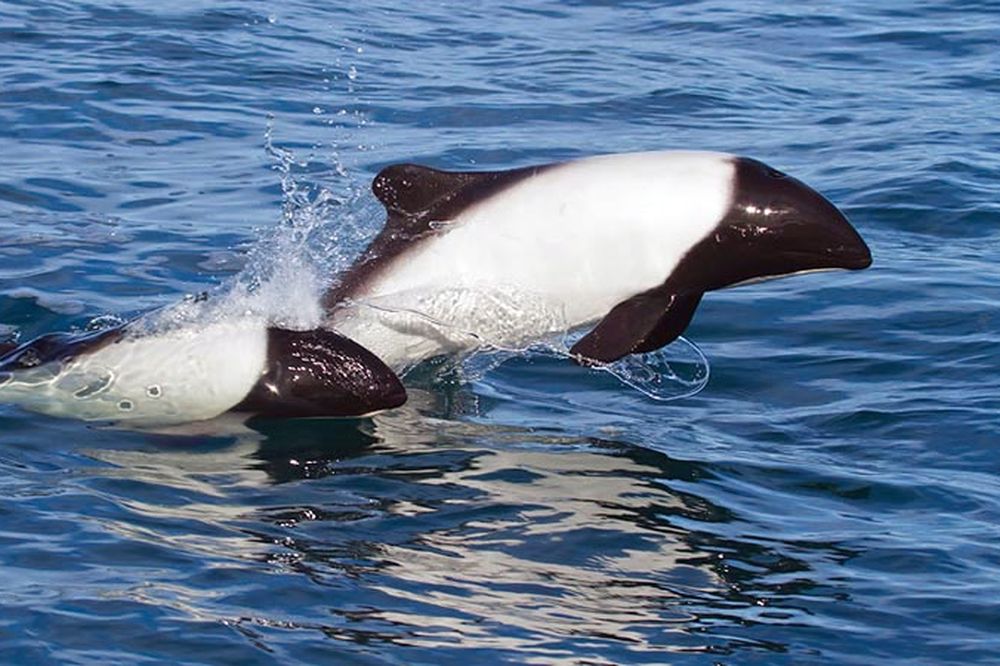 Commerson's dolphins leaping in the Atlantic waters near Puerto Madryn, Patagonia.