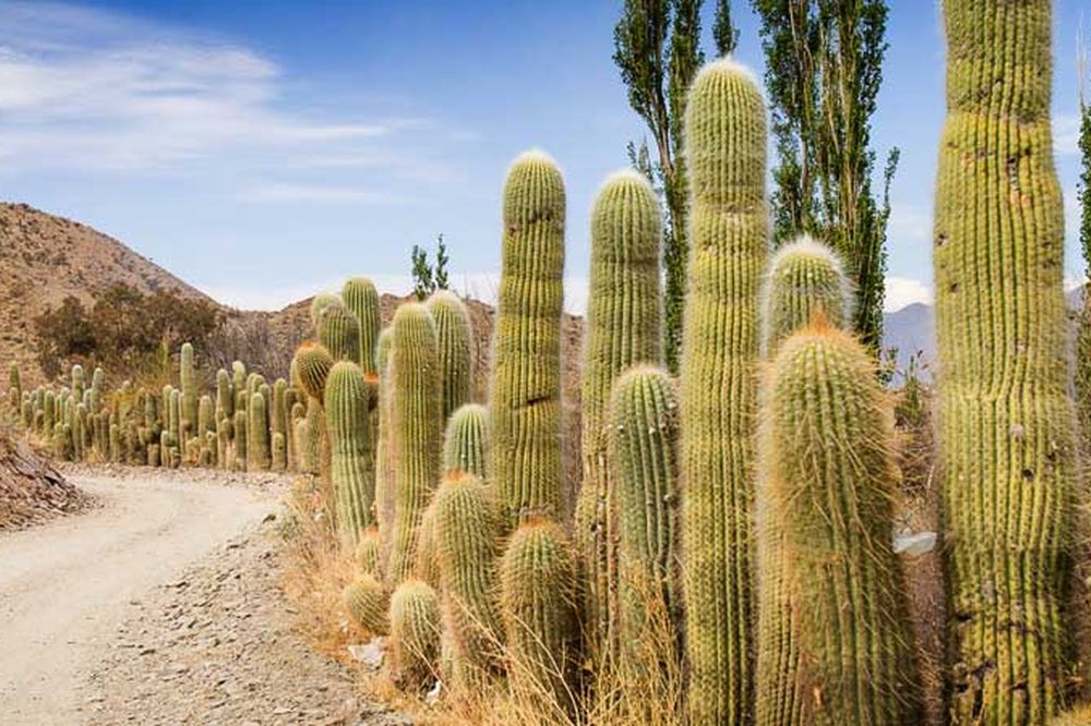 Tall cardón cacti line a dusty mountain road near Cachi in Salta Province, Argentina.