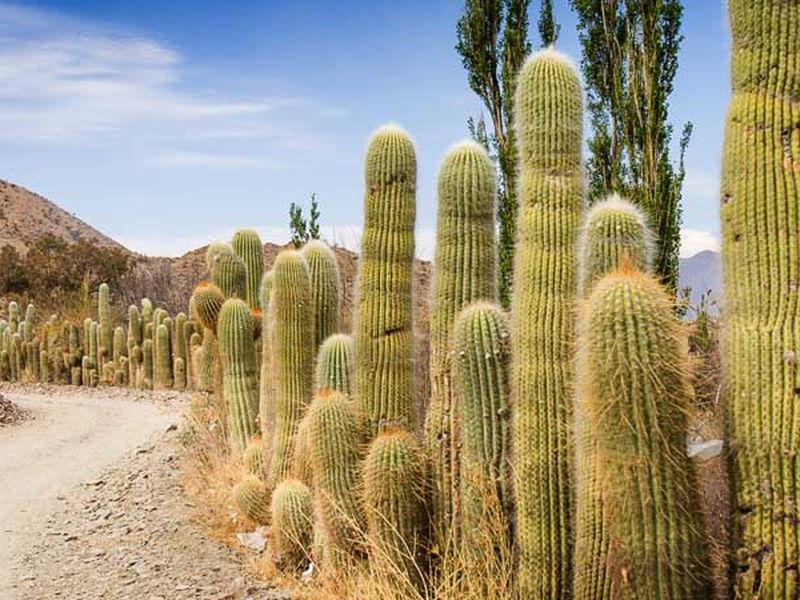 Tall cardón cacti line a dusty mountain road near Cachi in Salta Province, Argentina.