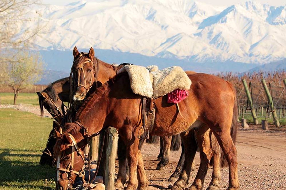 Saddled horse with traditional gear stands ready for riding near Mendoza, with snow-capped Andes mountains in the background.