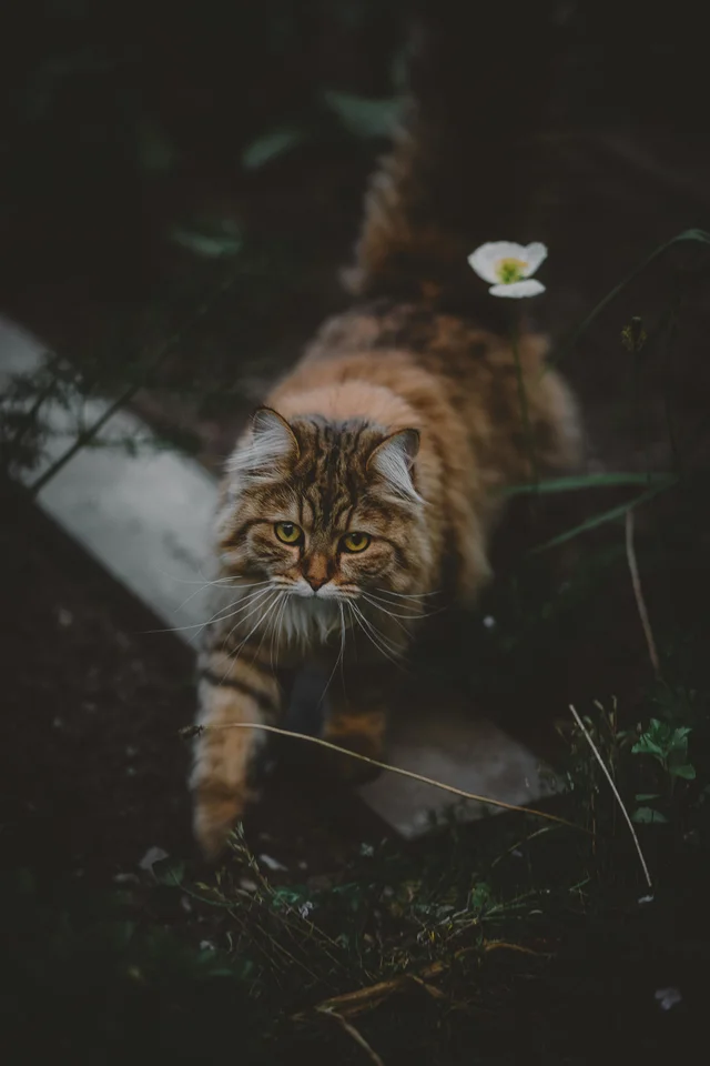 Tiergesundheit
