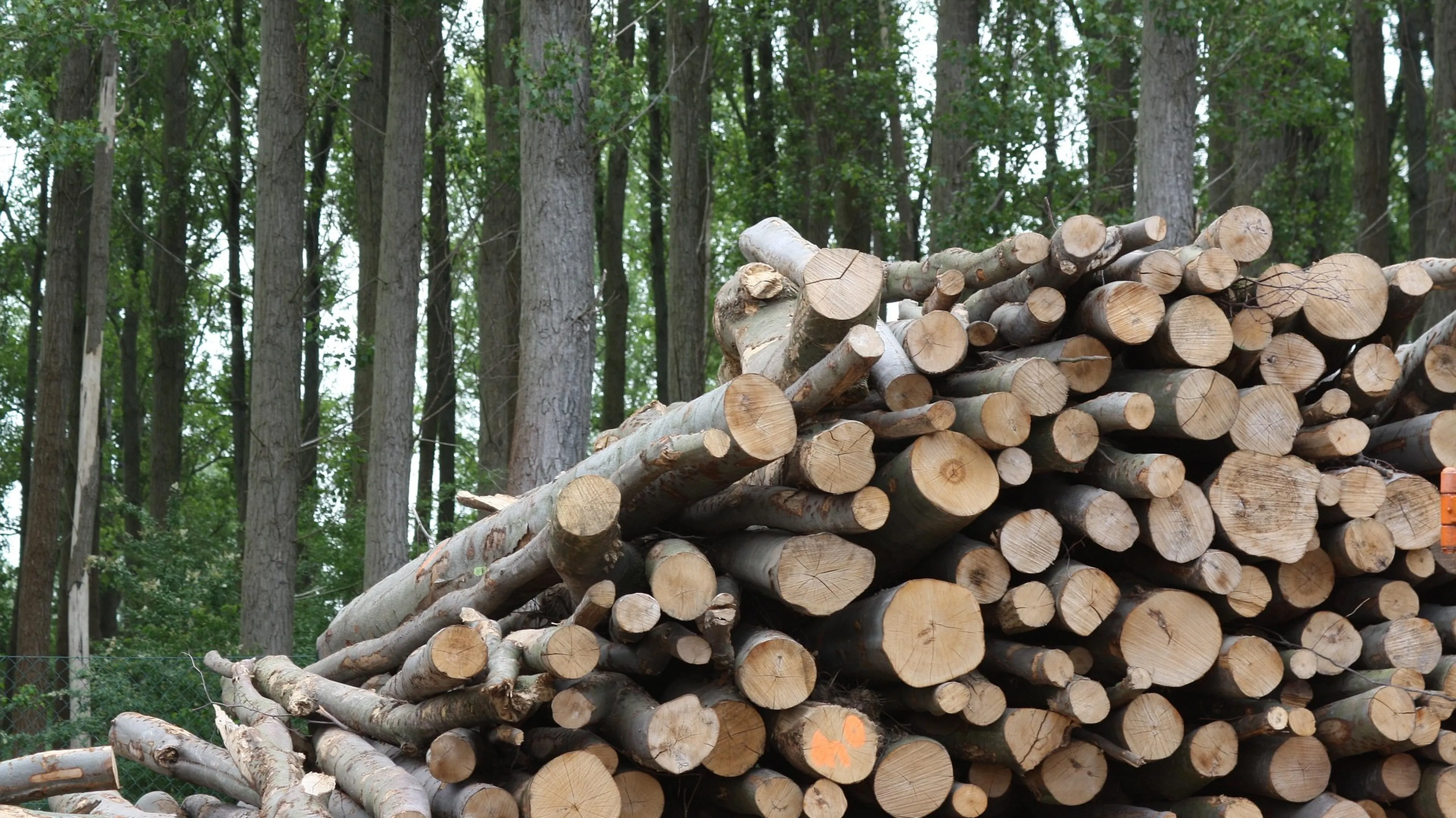 Stack of cut logs in a forest, with tall trees in the background.