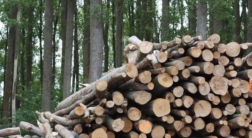 Stack of cut logs in a forest, with tall trees in the background.