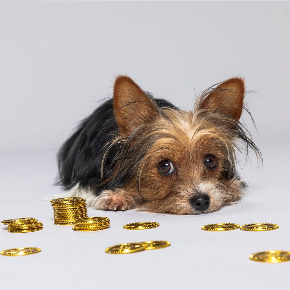Ein kleiner, flauschiger Hund liegt auf einer grauen Fläche, umgeben von Stapeln glänzender Goldmünzen, und schaut neugierig in die Kamera.
