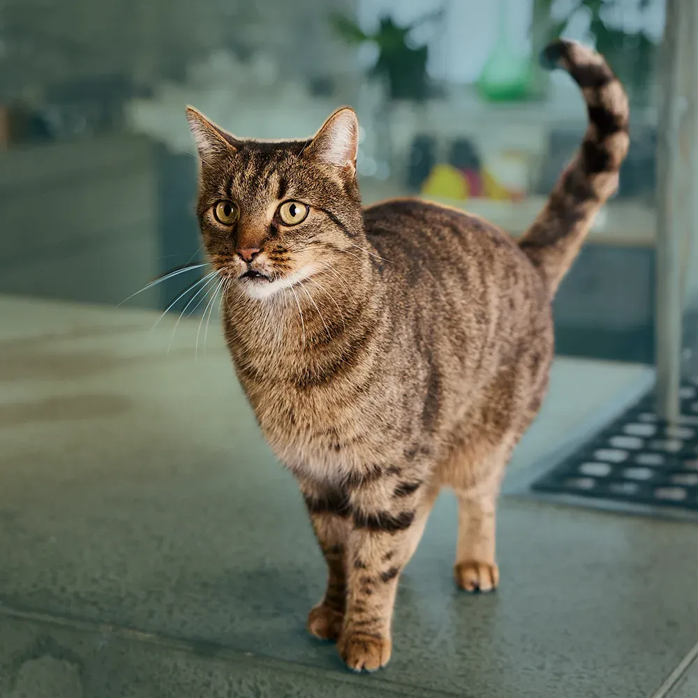 Katze steht auf den Küchentresen