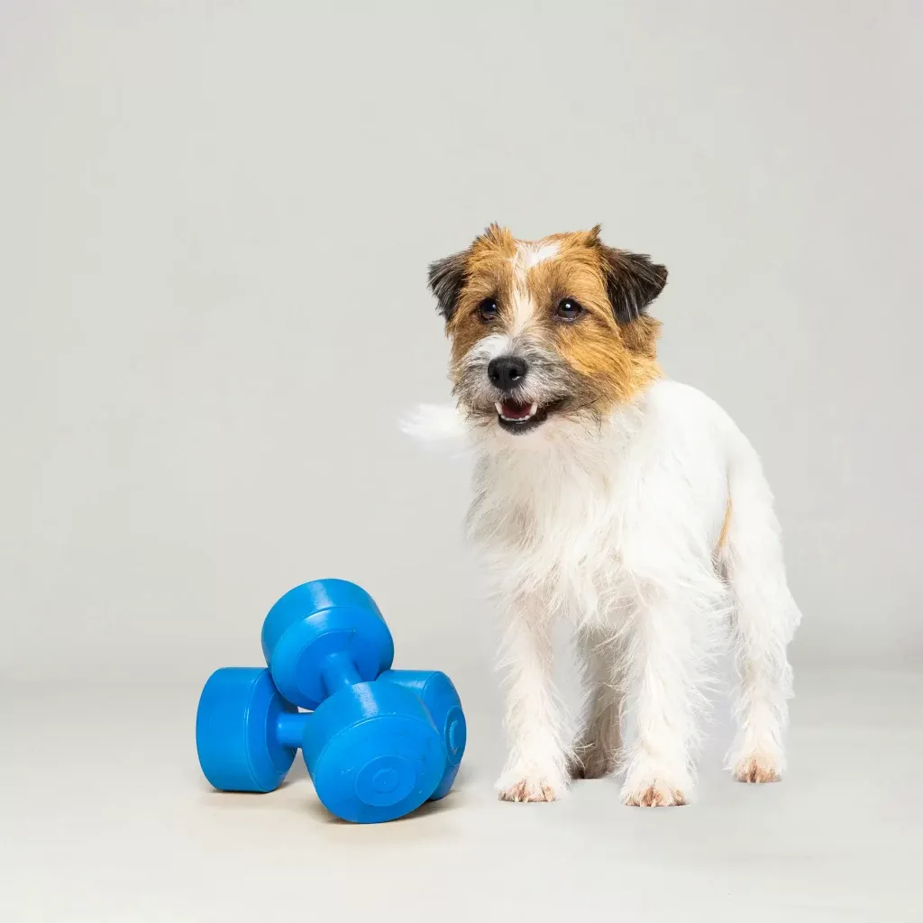 Ein kleiner, flauschiger Hund sitzt neben zwei blauen Hanteln auf einem unifarbenen Hintergrund und schaut mit wachsamem Blick nach vorne.