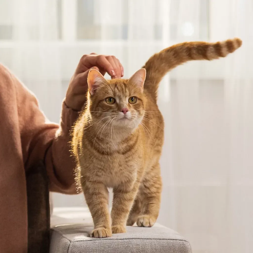 Eine rothaarige Katze steht auf einer Couch und schaut nach vorne, während eine Person sanft ihren Kopf streichelt. Im Hintergrund sind weiße Vorhänge zu sehen.