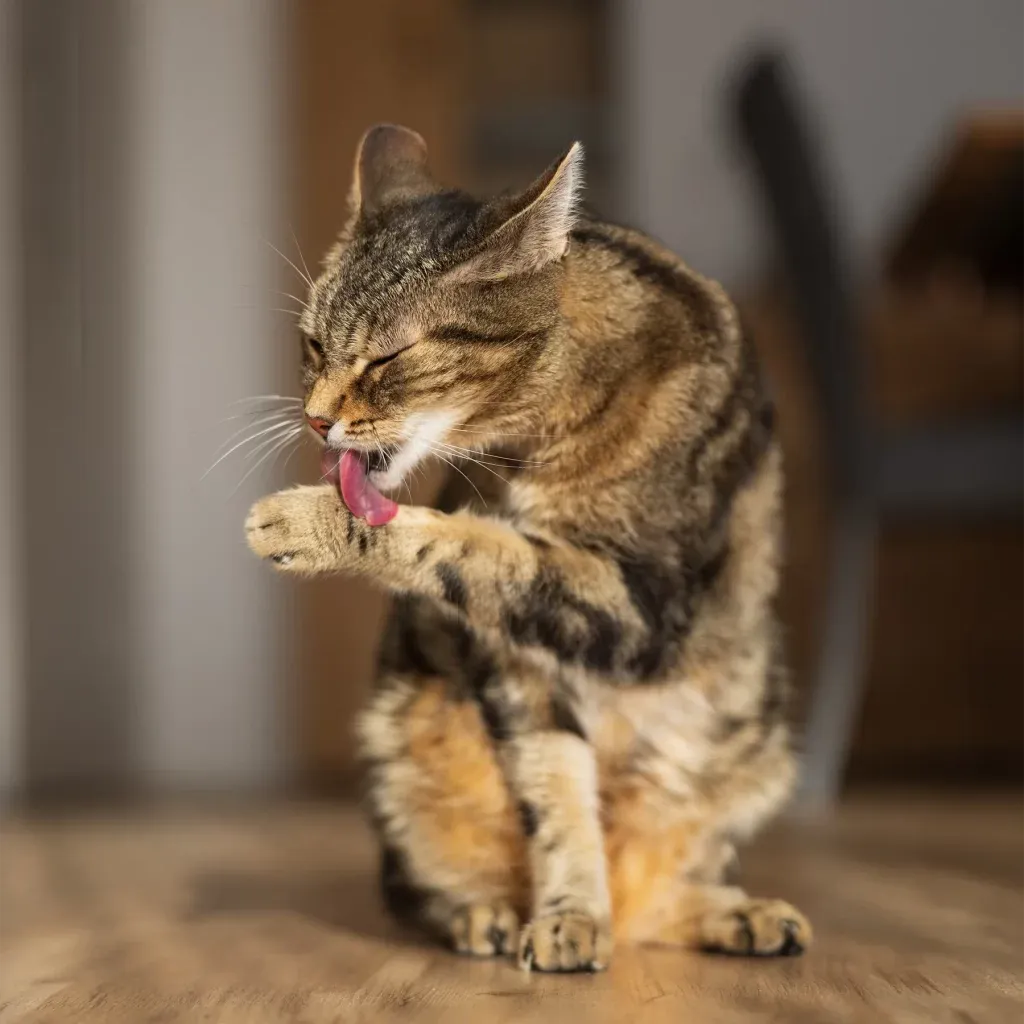 Getigerte Katze, die auf einem Holzboden sitzt und mit geschlossenen Augen ihre Pfote leckt