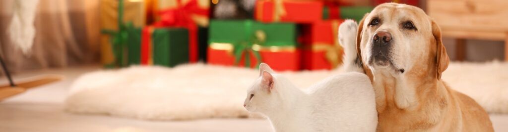 Ein gelber Labrador und eine weiße Katze sitzen zusammen auf einem gemütlichen Teppich, mit bunten Weihnachtsgeschenken im Hintergrund.