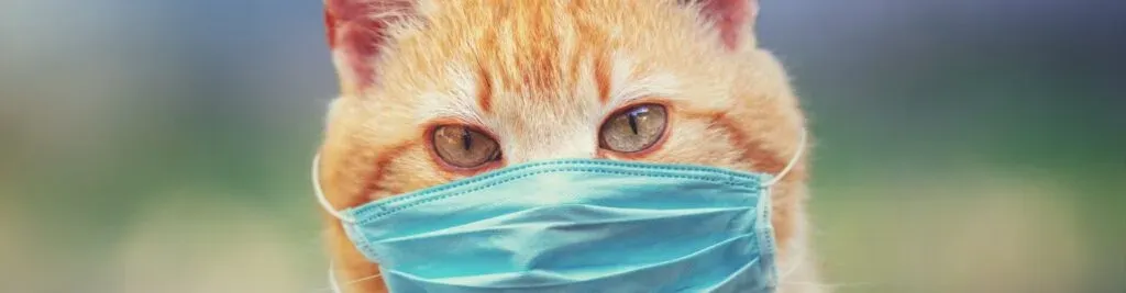 Orangefarbene Katze mit blauer Gesichtsmaske, bei der nur die Augen sichtbar sind, vor einem unscharfen Hintergrund.