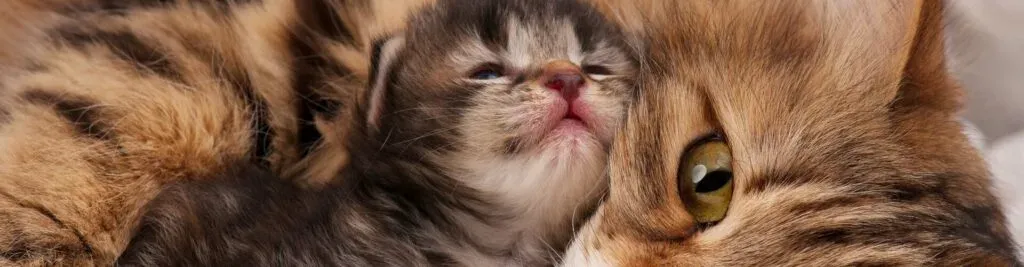 Eine Nahaufnahme eines Kätzchens, das sich an eine größere Katze schmiegt, beide mit weichem Fell.