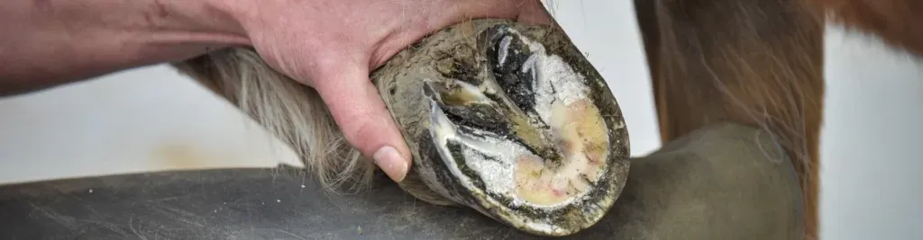 headerbild-hufrehe-beim-pferd-1920x500 Nahaufnahme einer Hand, die einen Pferdehuf mit Sohle und Strahl auf einer Metallfläche hält.
