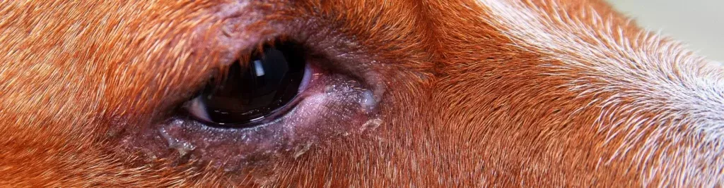 Nahaufnahme einer Bindehautentzündung beim Hund.