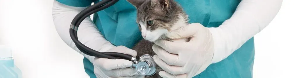 Ein Tierarzt im blaugrünen Kittel untersucht mit einem Stethoskop eine grau-weiße Katze und trägt dabei weiße Handschuhe.